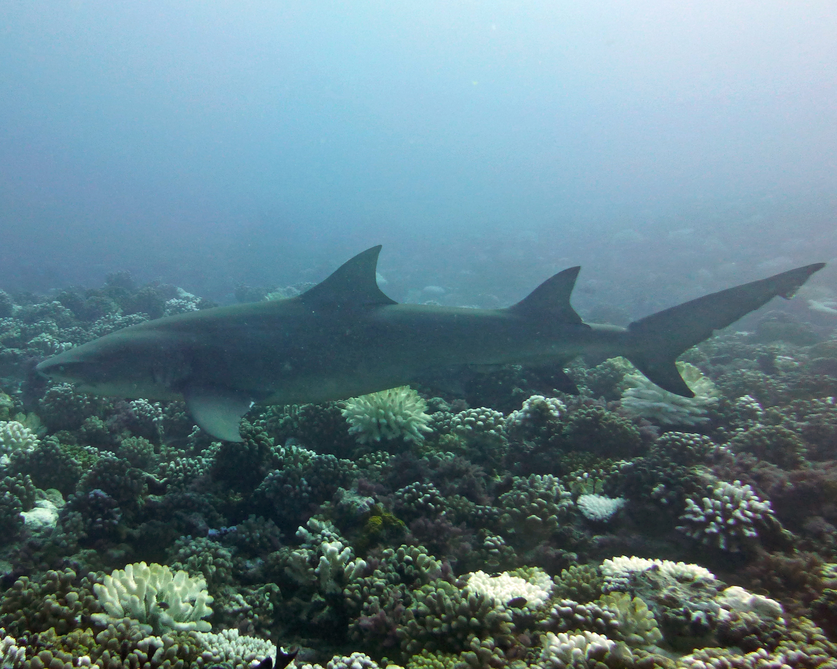 Another lemon shark, Mo'orea 2019.